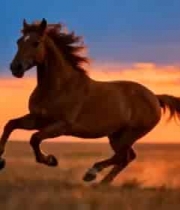  夕阳下奔跑的骏马2362#横屏 