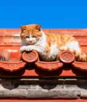  屋顶橘猫慵懒晒太阳2348#横屏 	 
