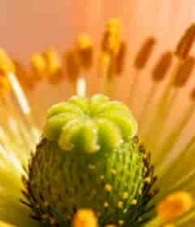  微距拍摄花蕊特写2277#横屏 	 