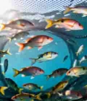  水下渔网捕鱼特写2203#横屏 	 