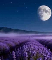  双月星空下的薰衣草田2174#横屏 	 