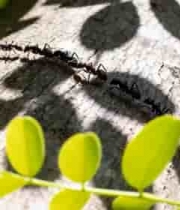  树干上的蚂蚁队列2161#横屏 	 