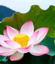  盛开的粉色荷花特写2099#横屏 	 