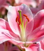  盛开的粉色百合花2097#横屏 	 -