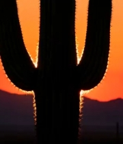  沙漠仙人掌日落剪影1922#横屏 