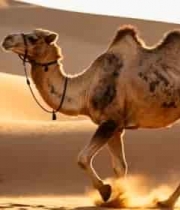  沙漠骆驼行走特写1908#横屏 	 