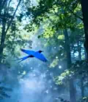  森林蓝鸟飞翔1893#横屏 	 -