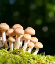  森林蘑菇群特写镜头1896#横屏 	 