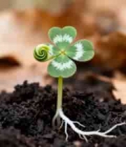  三叶草生长过程1890#横屏 	 