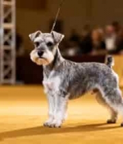  赛场上的雪纳瑞展示1877#横屏 	 