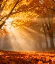  秋日阳光森林落叶1801#横屏 	 