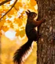  秋日松鼠爬树特写1794#横屏 	 