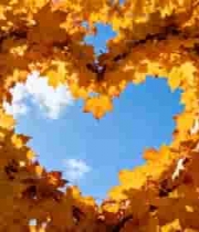  秋日心形枫叶特写1799#横屏 