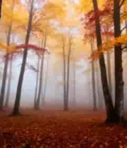  秋日迷雾森林美景1788#横屏 	 