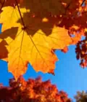  秋日枫叶蓝天美景1781#横屏 	 