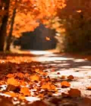  秋日落叶大道风光1786#横屏 	 