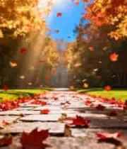  秋日落叶石板路阳光1787#横屏 	 