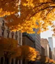  秋日城市街道梧桐景观1779#横屏 	 -