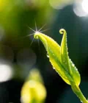  清晨露珠绿茶芽1768#横屏 	 