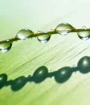  清晨草叶露珠特写1759#横屏 	 