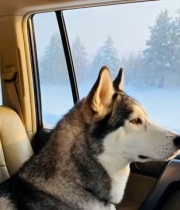  男子与哈士奇车内看雪景1634#横屏 	 