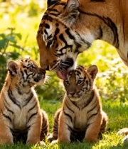  老虎妈妈与幼崽互动1431#横屏 	 -