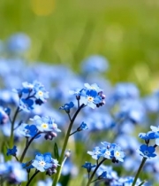  蓝色小花丛特写1407#横屏 	 