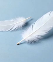  蓝色背景羽毛特写1383#横屏 	 