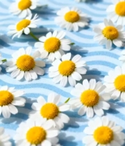  蓝底洋甘菊小清新画面1374#横屏 	 