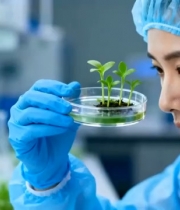  科研人员观察实验幼苗1341#横屏 	 