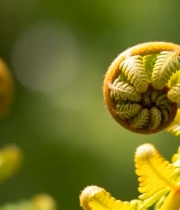  蕨类植物新芽特写1289#横屏 	 -