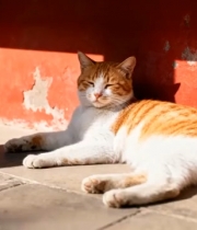  橘白猫晒太阳特写1275#横屏 	 - 
