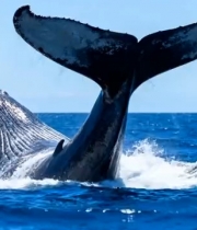  鲸鱼摆尾深海游弋1258#横屏 	 