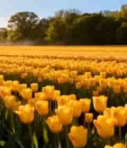  金色郁金香花田风光1205#横屏 	 