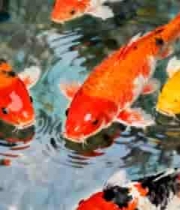  锦鲤水中游 好运自然来1212#横屏 	 