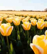  金色郁金香花海绽放1204#横屏 	 