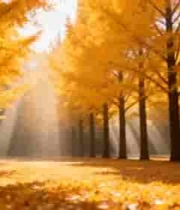  金色银杏林阳光穿透1200#横屏 	 