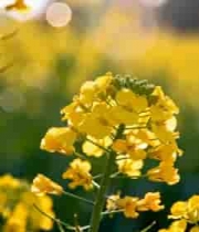  金色油菜花田风光1201#横屏 	 