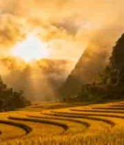  金色梯田日出美景1188#横屏 	 