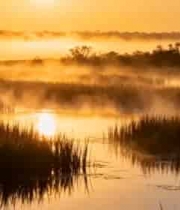 金色湿地日出晨雾1181#横屏 	 
