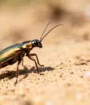  金色甲虫沙地爬行1155#横屏 	 -