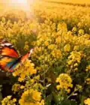  金色花海蝴蝶飞舞1152#横屏 	 