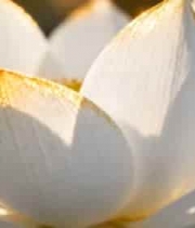  金色花边白莲花特写1151#横屏 	 