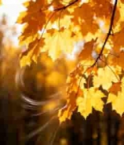  金秋落叶随风舞1129#横屏 	 