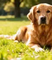  金毛犬草坪萌宠特写1126#横屏 	 -