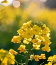  金黄油菜花田特写1121#横屏 	 