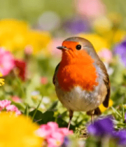 花丛中的知更鸟965#横屏 