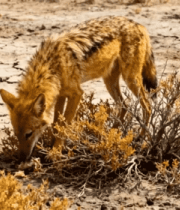 荒漠豺狼觅食场景973#横屏 
