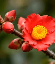 红色山茶花特写镜头906#横屏 