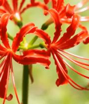 红色彼岸花特写镜头892#横屏 